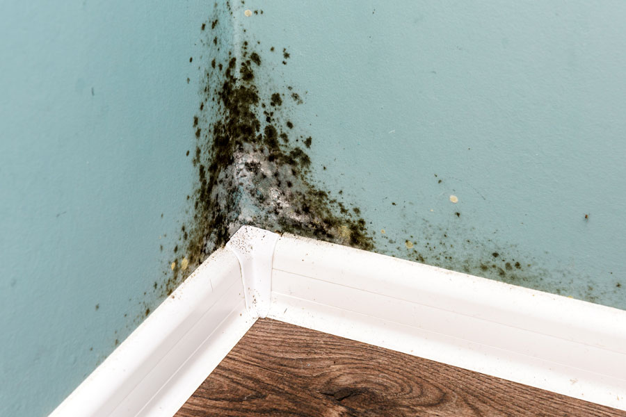 surface mold removal dig um up mold cleaning